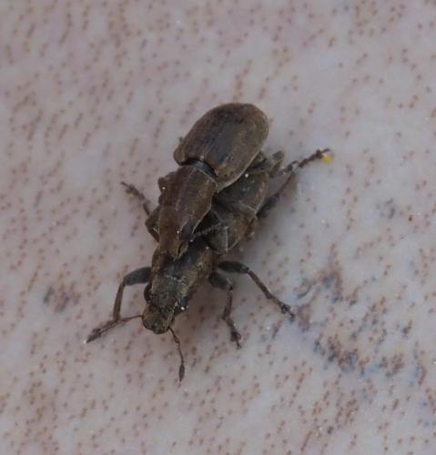 Réf. 252 702 : Sitona sp.